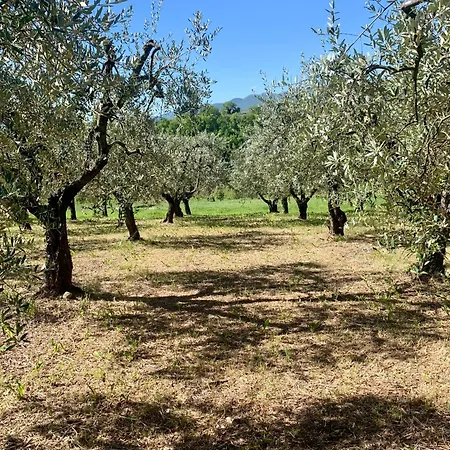 Residenza Marrone