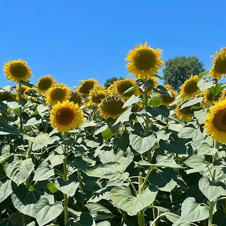 Alojamento de Acomodação e Pequeno-almoço Residenza Marrone 4*