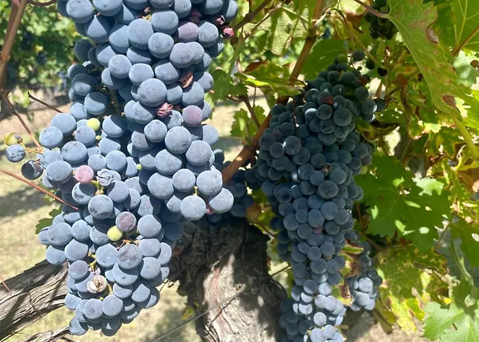 Residenza Marrone Montefalco